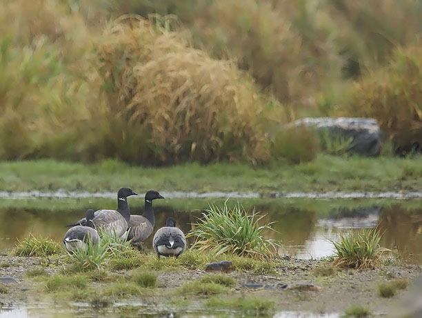 Sepelhanhi, Brent Goose, Branta bernicla
